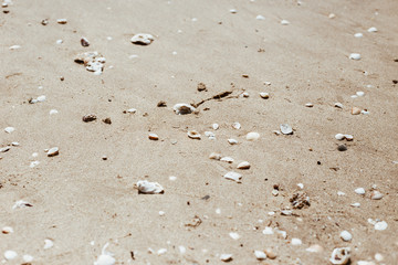 sea shells with sand as background