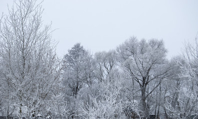 Trees covered with snow and hoar frost on a frosty day. Winter landscape.