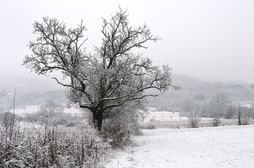 Fototapeta na wymiar tree in snow 