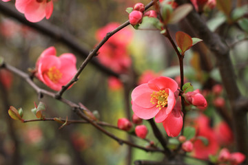 Japanese quince - Chaenomeles, small spring red flowers