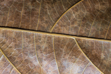 Dehydrated leaf closeup. Autumn leaf texture macro photo. Yellow leaf vein pattern.