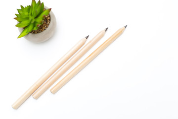 Three pencils and a succulent flower in a flowerpot on a white wooden background. Copy space