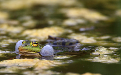 Single Edible Frog on water surface of wetlands by the Biebrza river in Poland during a spring mating period