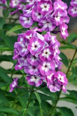 Fototapeta premium Lila Phlox