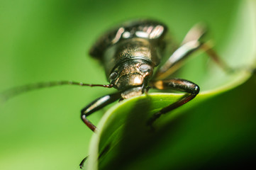 Black bugs,beetle on green leaf