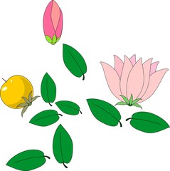 Pink flower and green leaves on white background