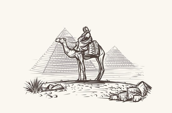 Man on Camel in desert near Pyramids illustration. Vector. 