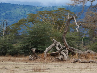 Trees in Africa, beautiful Africa landscape