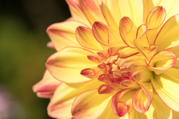 A Yellowish Dahlia flower