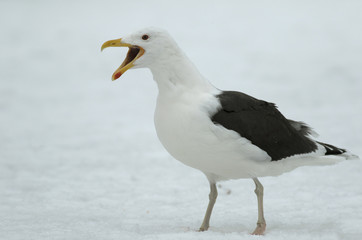 Great Black-backed gull