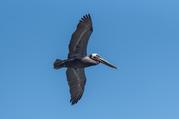 Brown pelican, bird flying, trying to catch a fish in the sea
