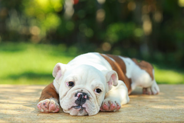 English Bulldog in Natural green