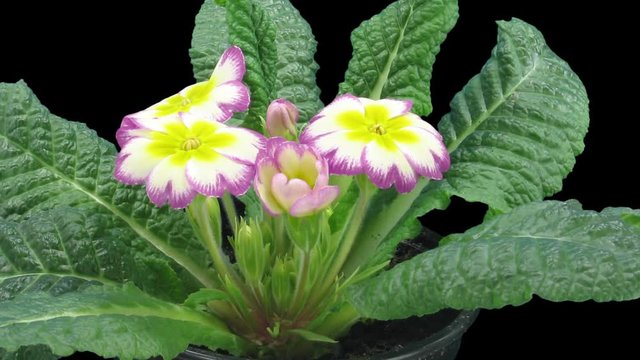 Time-lapse of growing red-yeallow primula Primasan 1x1 in PNG+ format with ALPHA transparency channel isolated on black background
