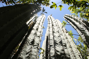 cacti garden in Graaff Reinett, South Africa