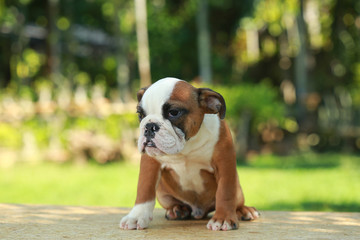 English Bulldog in Natural green