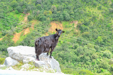 goats in the mountain horns heads many - Tzoumerka Arta Greece spring