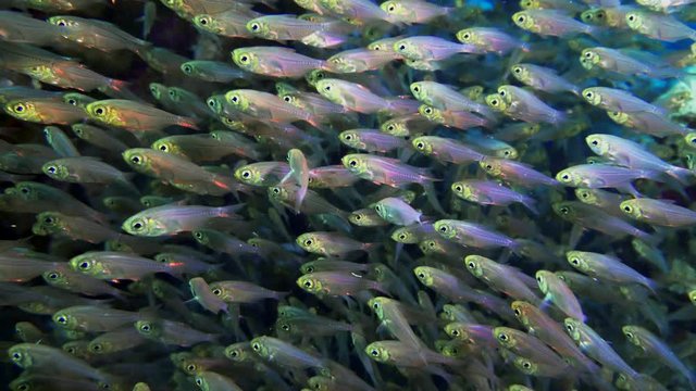 A large flock of fish Pigmy sweeper Parapriacanthus ransonneti on a background of a coral reef Red Sea Egypt