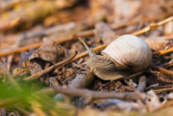 Garden snail (Helix aspersa)