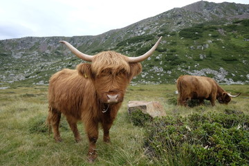 Hochlandrind