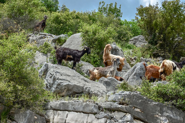 Obraz premium goats in the mountain horns heads many - Tzoumerka Arta Greece spring