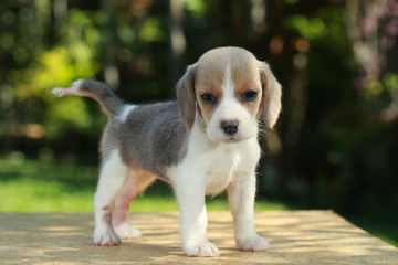 hurt silver color beagle puppy in natural green background