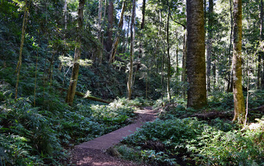 Forest Way in Bunya National Park