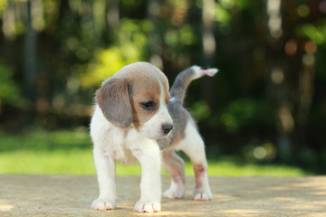hurt silver color beagle puppy in natural green background