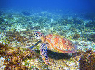Fototapeta na wymiar Green sea turtle on coral reef formation. Tropical sea nature of exotic island.