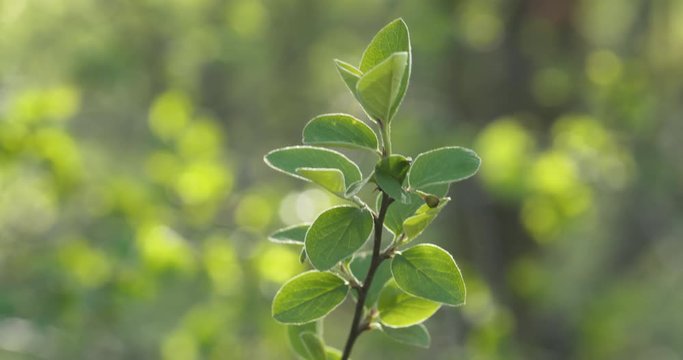 Slow motion spring cotoneaster leaves in the morning