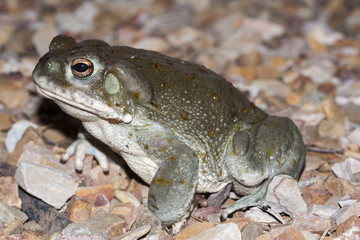 The Colorado River toad (Incilius alvarius), the Sonoran Desert toad, is a psychoactive toad found in northern Mexico and the southwestern United States. Its toxin contains 5-MeO-DMT and bufotenin.