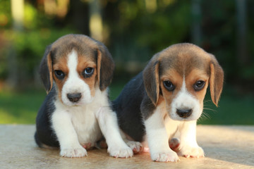 1 month beagle puppy action in natural green background