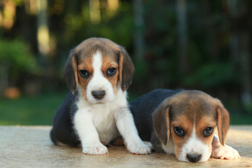 1 month beagle puppy action in natural green background