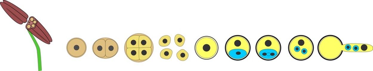 Development of pollen grain and formation of male gamete