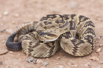 Crotalus molossus is a venomous pit viper species found in the southwestern United States and Mexico. Macro portrait. Common names: black-tailed rattlesnake, green rattler, Northern black-tailed