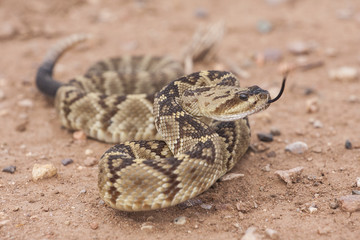 Crotalus molossus is a venomous pit viper species found in the southwestern United States and...