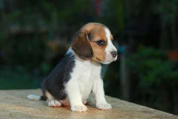 1 month beagle puppy action in natural green background