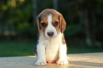 1 month beagle puppy action in natural green background