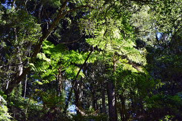 Palm tree with a clear blue sky in Bunya National Park