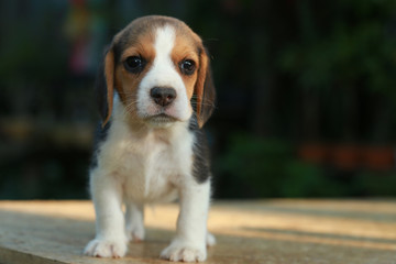 1 month beagle puppy action in natural green background