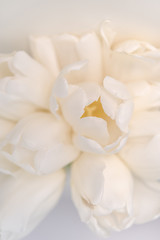 Fototapeta na wymiar bouquet of white tulips