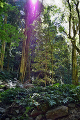 Huge rainforest tree in Bunya National Park