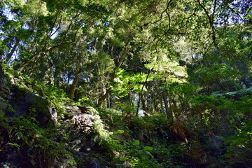 Fototapeta premium Palm tree with a clear blue sky in Bunya National Park