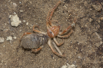 Solifugae is an order of animals in the class Arachnida known variously as camel spiders, wind scorpions, sun spiders, or solifuges. Macro portrait