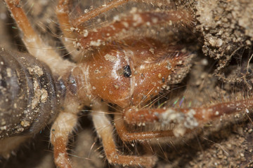 Solifugae is an order of animals in the class Arachnida known variously as camel spiders, wind scorpions, sun spiders, or solifuges. Macro portrait