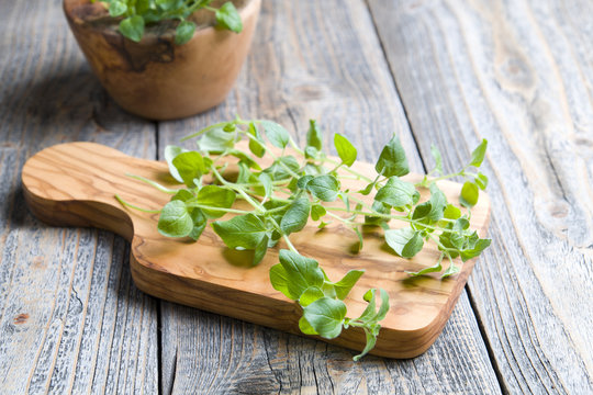 Fresh oregano on the wood