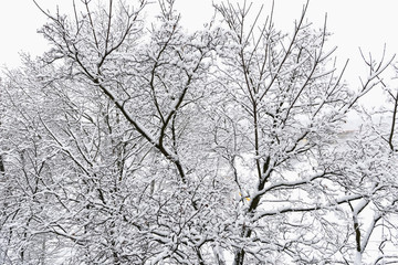 trees after freezing rain