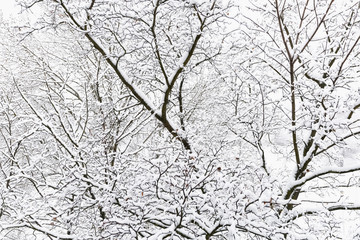 trees after freezing rain