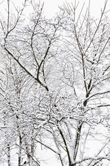 trees after freezing rain