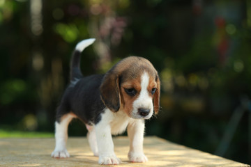 1 month beagle puppy action in natural green background