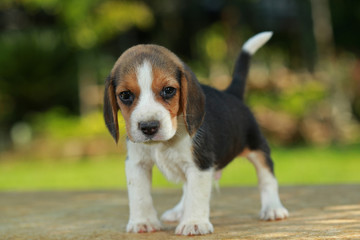 1 month beagle puppy action in natural green background